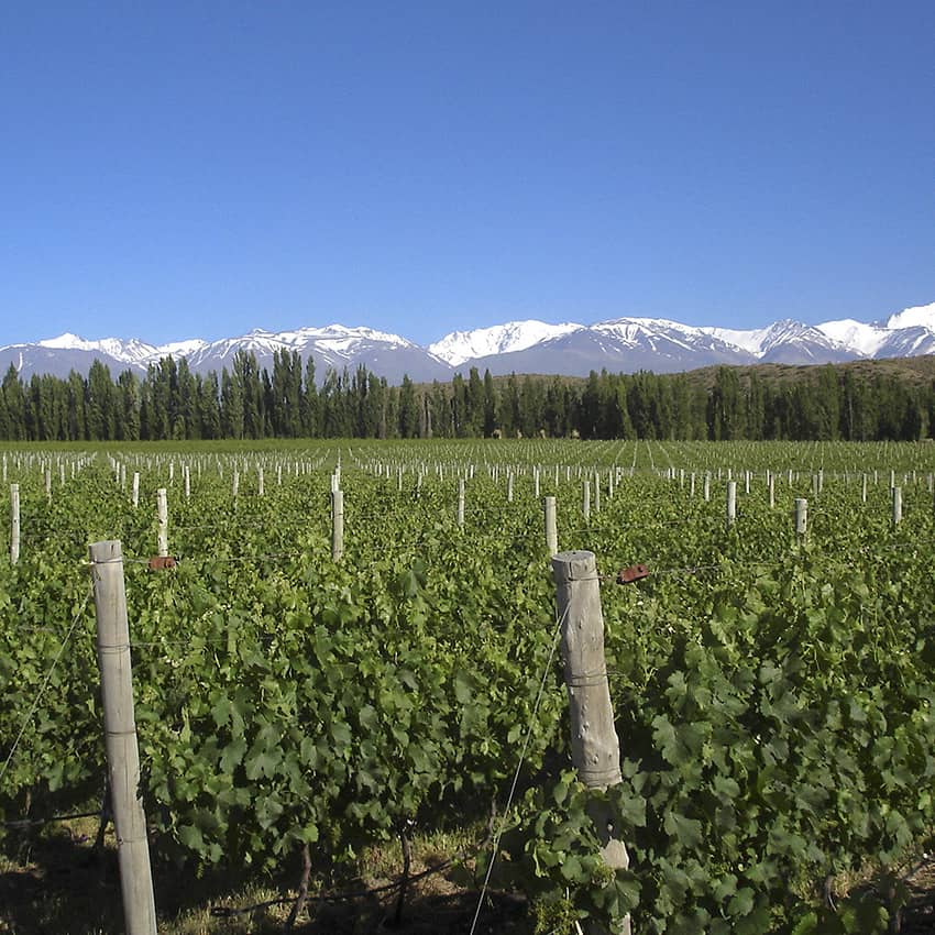 Carnets de voyage : l'Argentine viticole