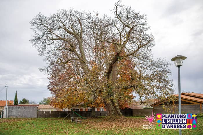 L'arbre en ville