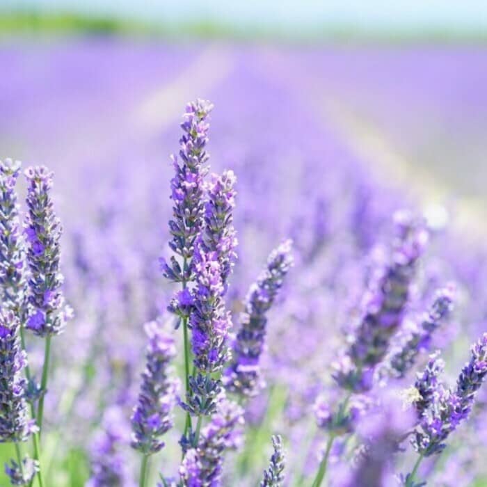 Le Printemps des Floiraconteuses
