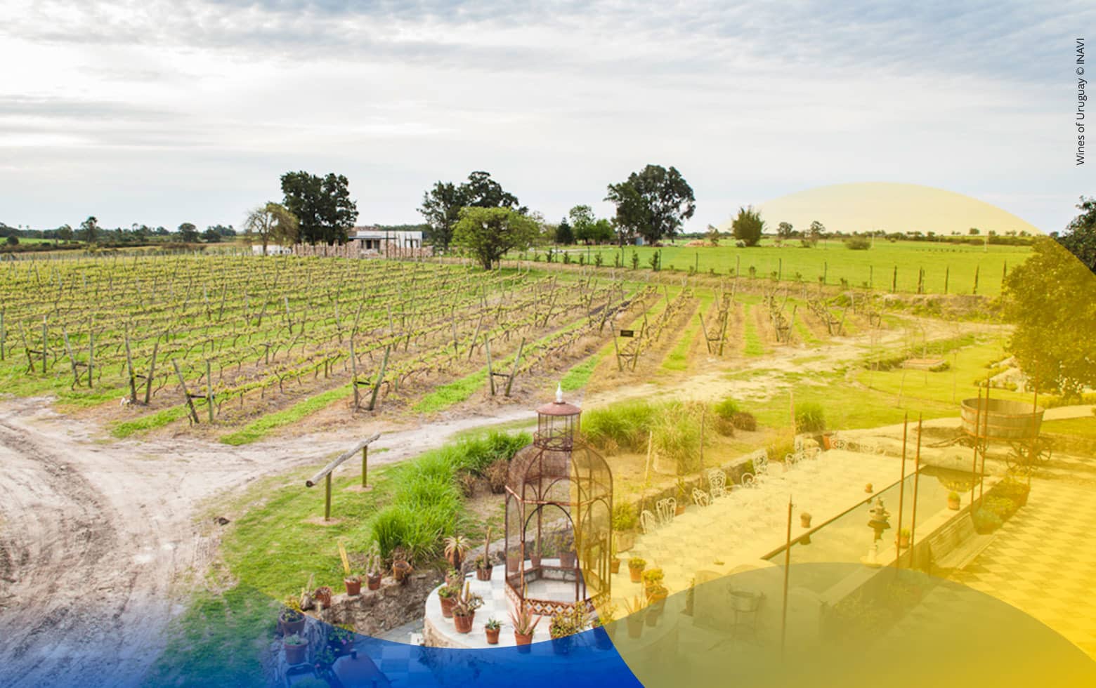 Tannat, roi de l'Uruguay