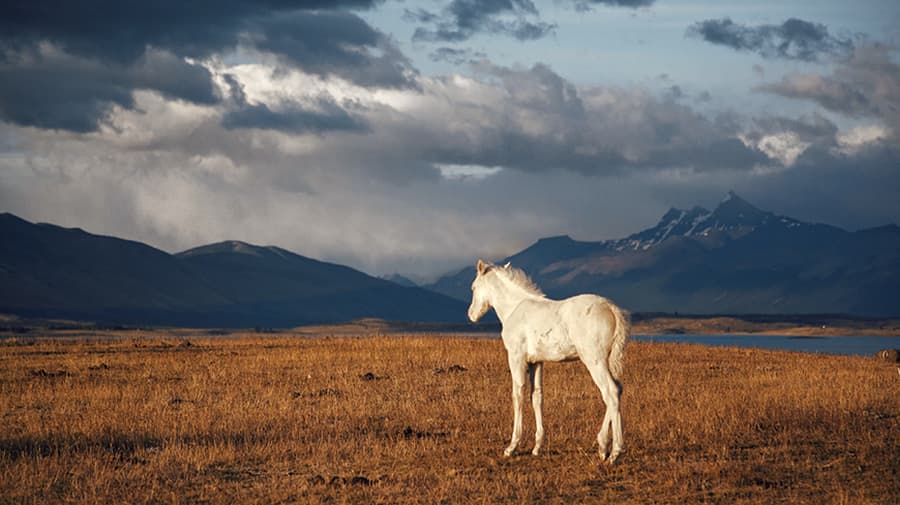 CONNAISSANCE DU MONDE – PATAGONIE