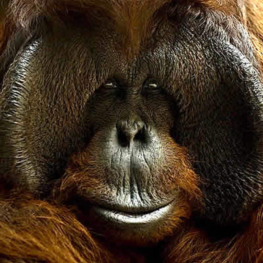 Ektör & Les Primates