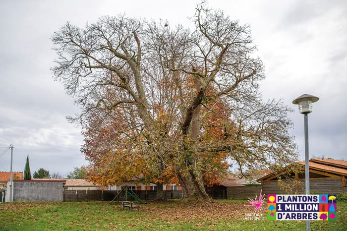L'arbre en ville