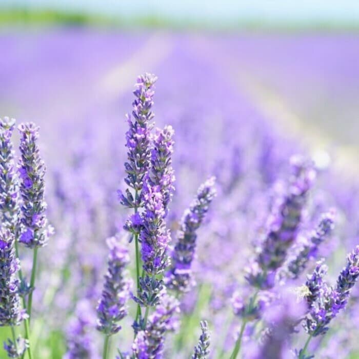 Le Printemps des Floiraconteuses