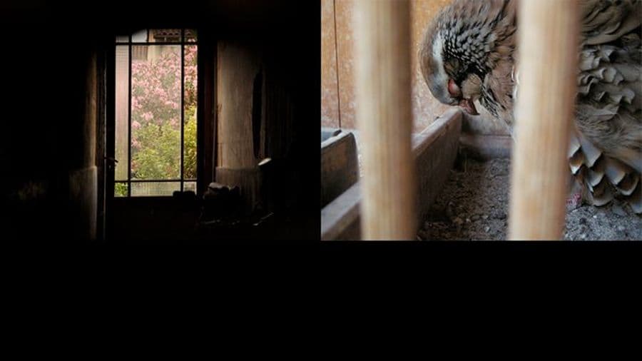 Les Mercredis Photographiques #33
