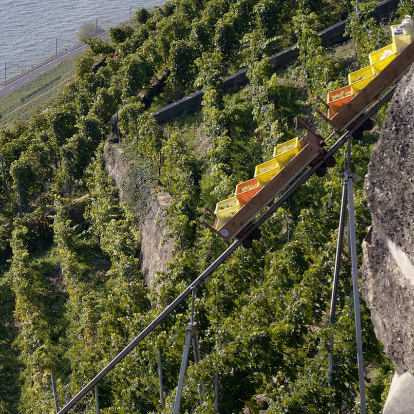 Suisse : Lavaux, les vignes forteresses