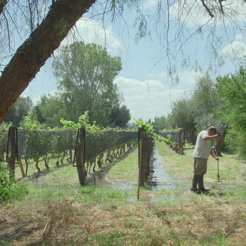 Argentine : une oasis au pied de la Cordillère
