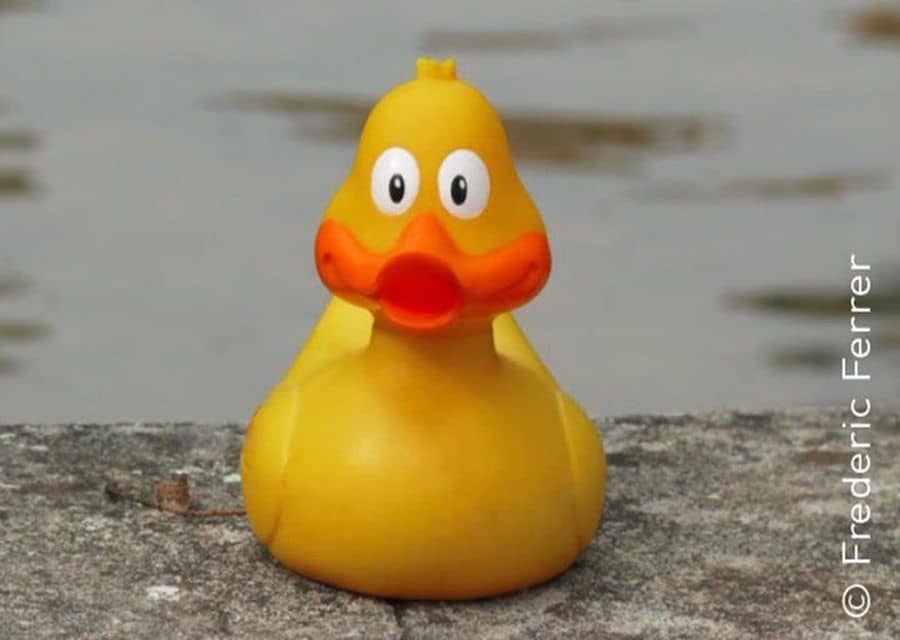 CARTOGRAPHIE 1 : A la recherche des canards perdus, Frédéric Ferrer