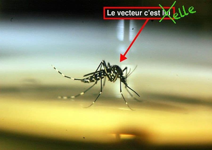 CARTOGRAPHIE 3 : Les déterritorialisations du vecteur, F. Ferrer
