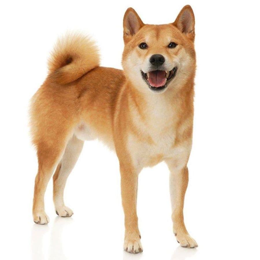 La Baie des Souillons #2 : Le shiba-inu contre-attaque !