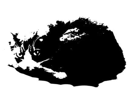 The Fat Cat