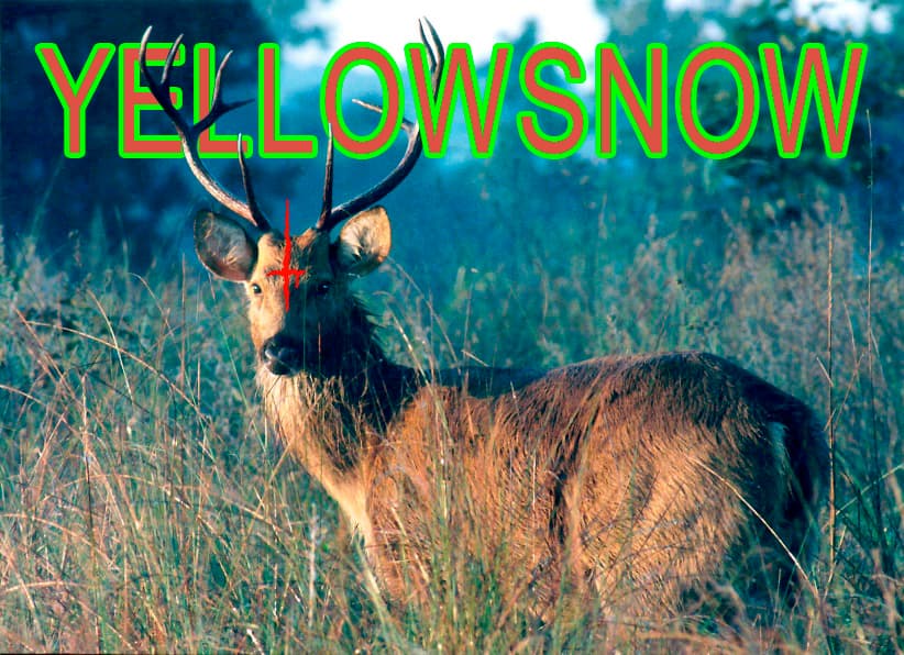 yellowsnow