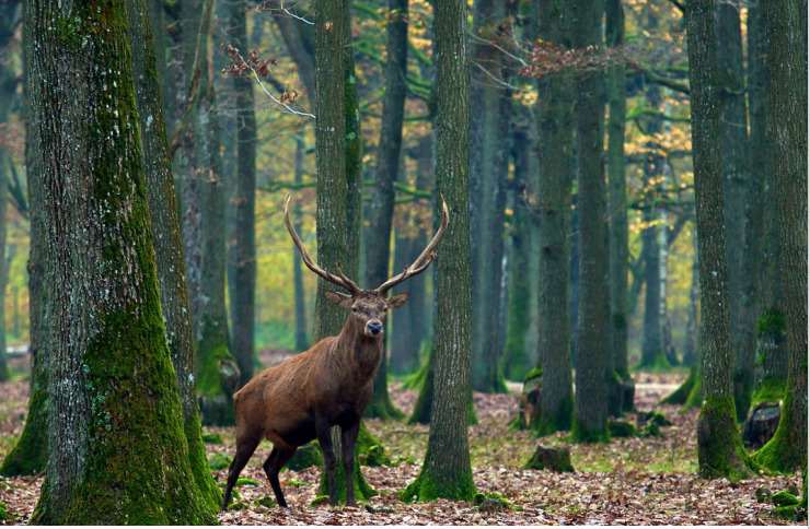 La forêt face au changement climatique