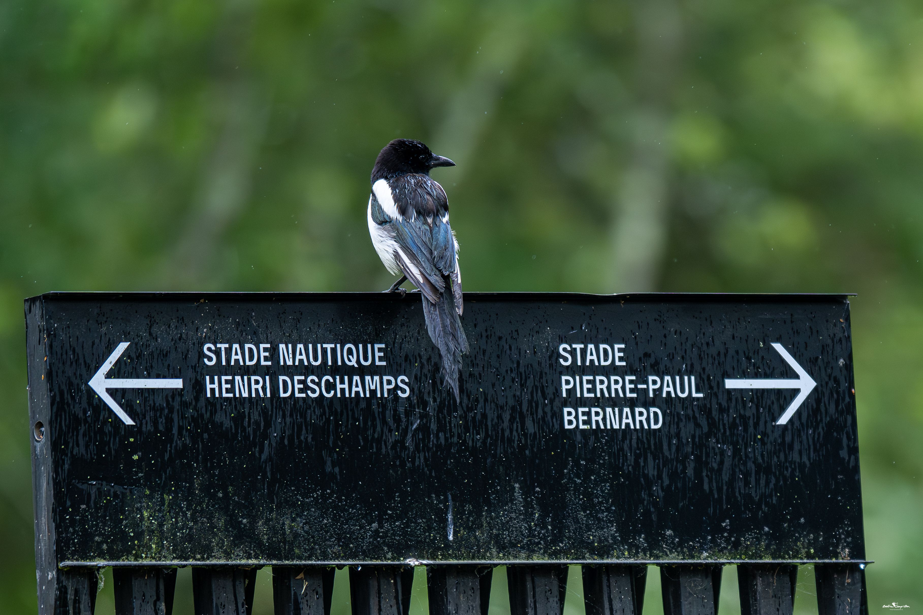 Talence, éclats de nature urbaine